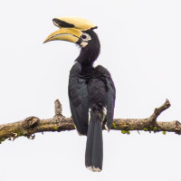 Oriental Pied-Hornbill